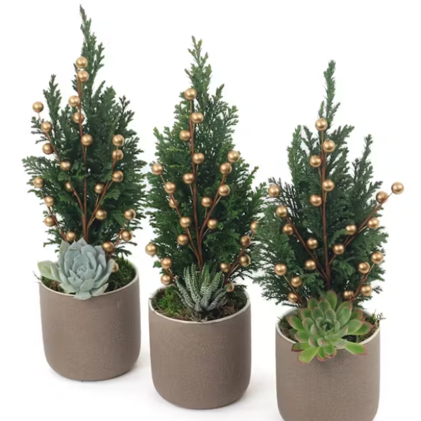 Mini Cypress Trio