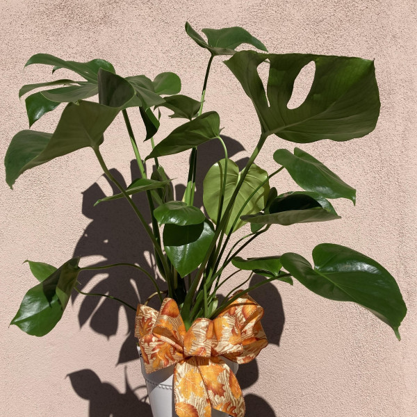 The Monsterra/Split Leaf Philodendron Plant  