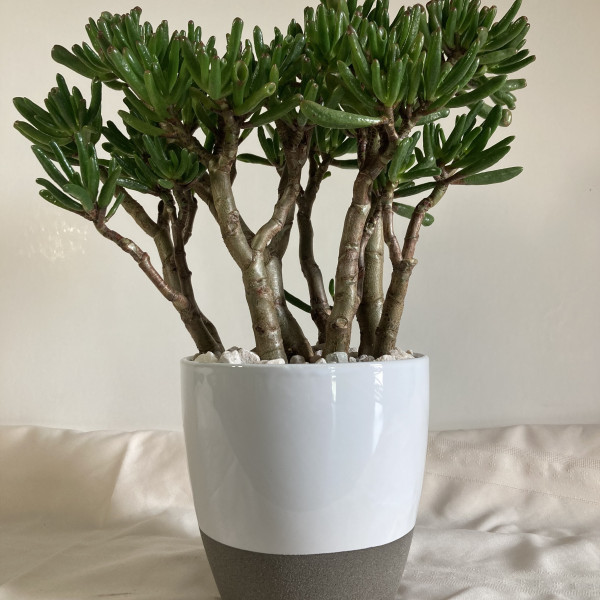 Trumpet Jade Plant  