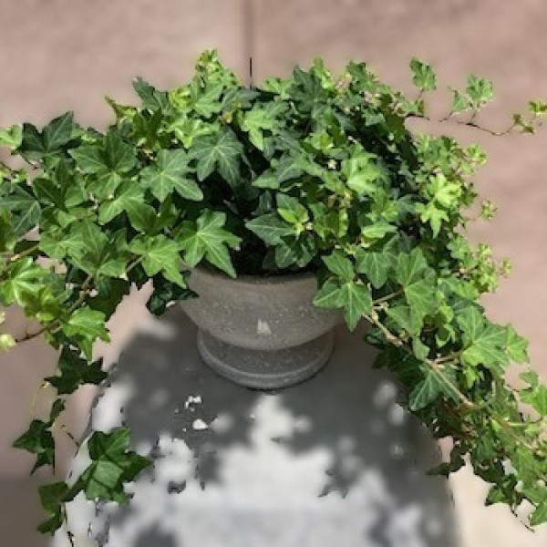 Mayfields Ivy plant 