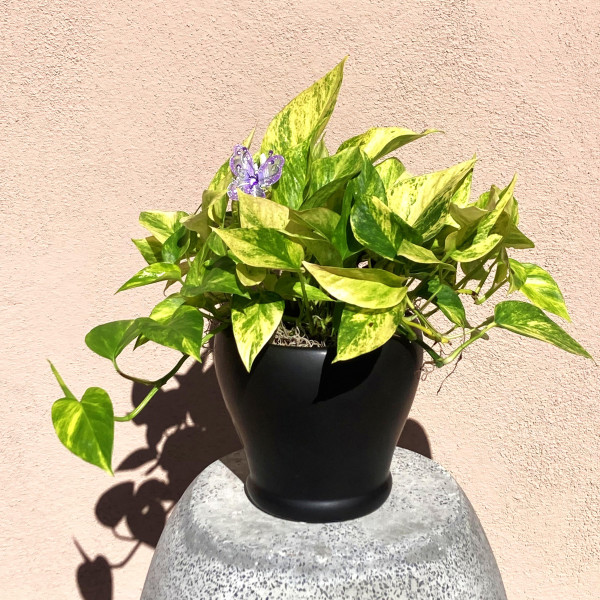 Mayfields Neon Pothos 