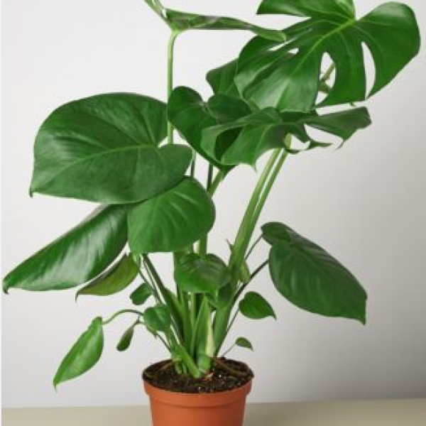 The Monsterra/Split Leaf Philodendron Plant  