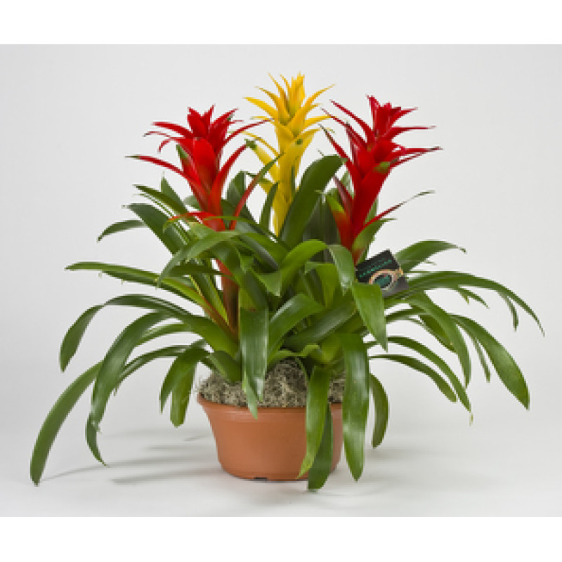 Bromeliad Combo - Same Day Delivery