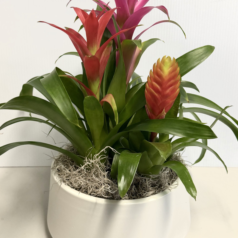 Bromeliad Combo - Same Day Delivery