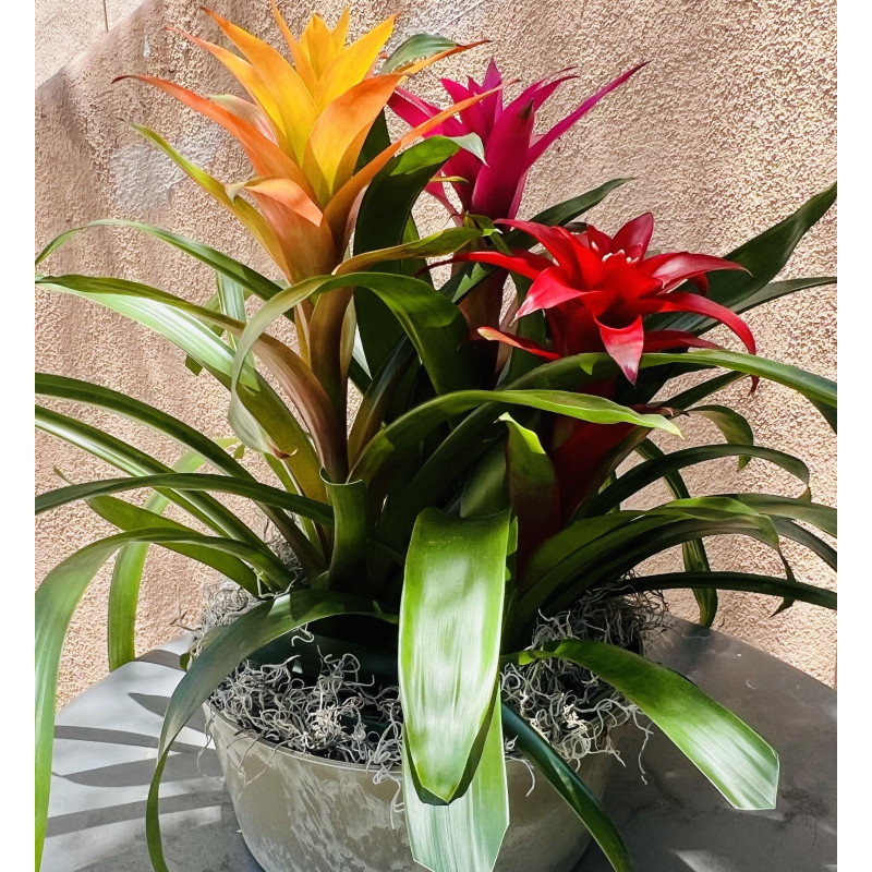 Bromeliad Combo - Same Day Delivery