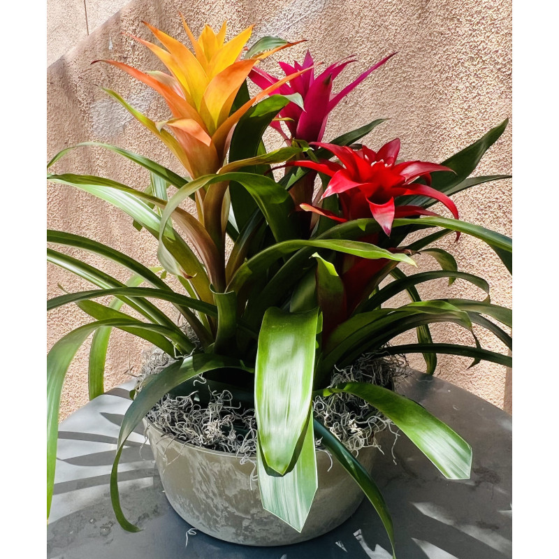 Bromeliad Combo - Same Day Delivery