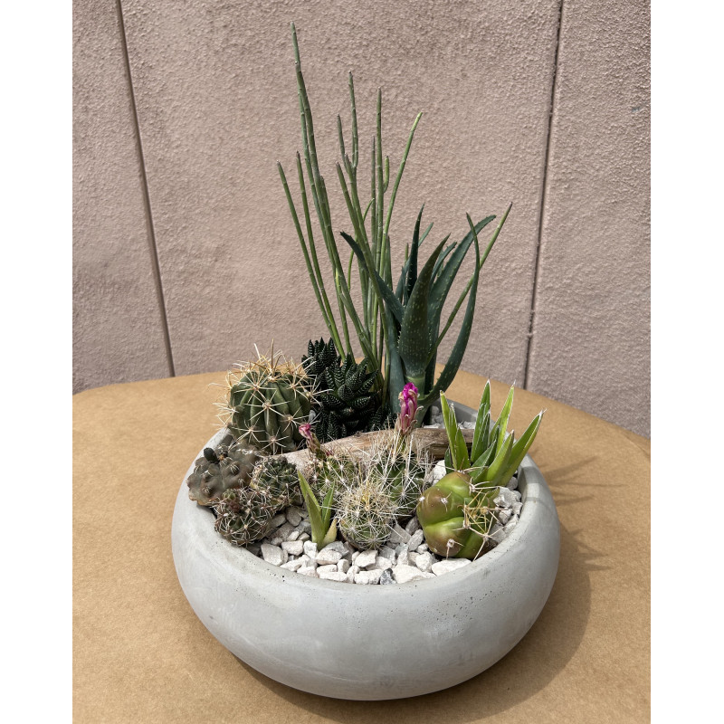 Mayfield Cactus Bowl - Same Day Delivery