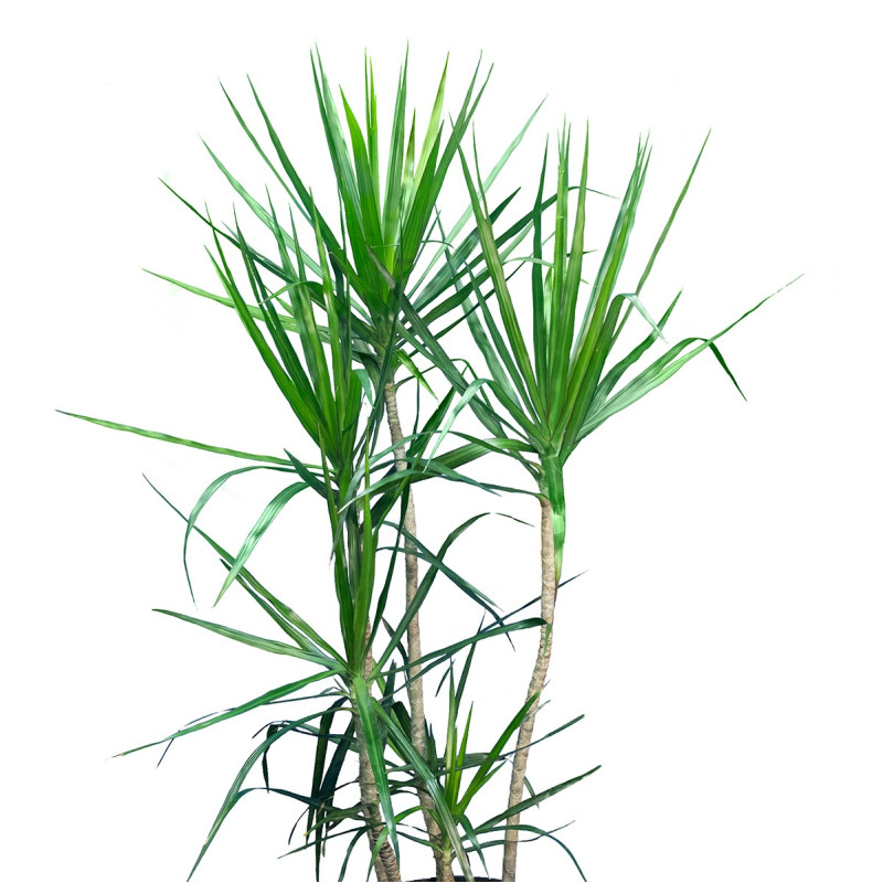 Dracaena Marginata - Same Day Delivery
