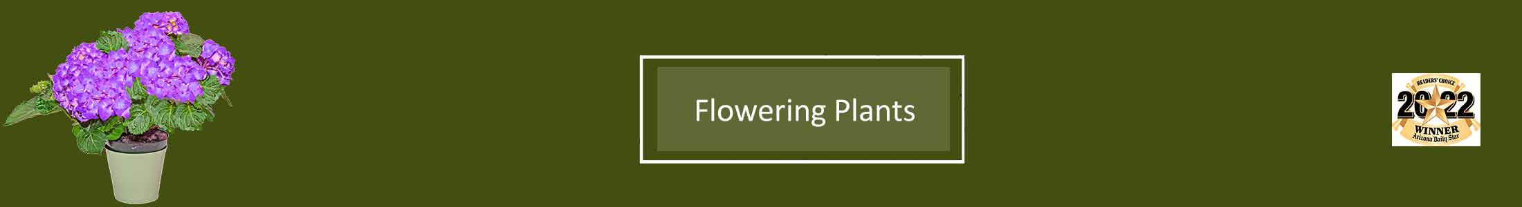 Flowering Plants, Flower Baskets