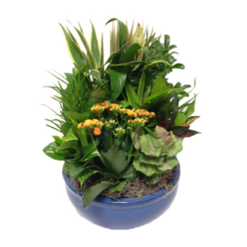 Dish Garden Ceramic Planter - Large - Same Day Delivery