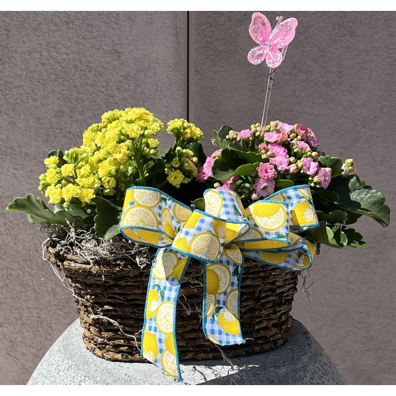 Double Kalanchoe Basket - Same Day Delivery