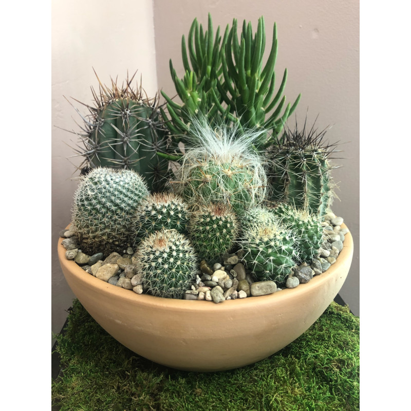 Mayfield Cactus Bowl - Same Day Delivery