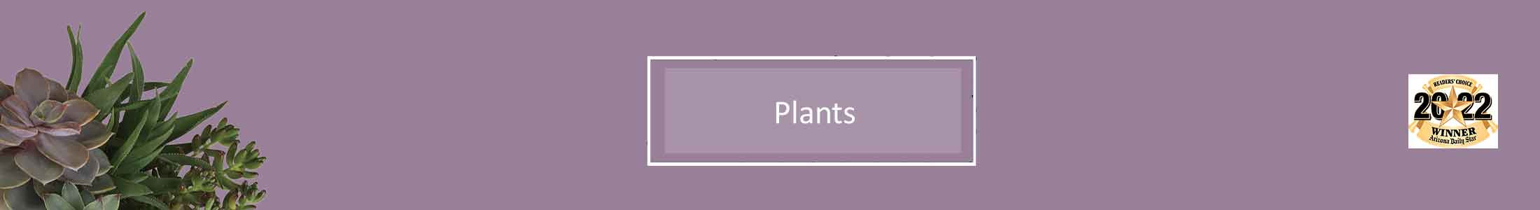 Plants, Plant Gifts For Mother