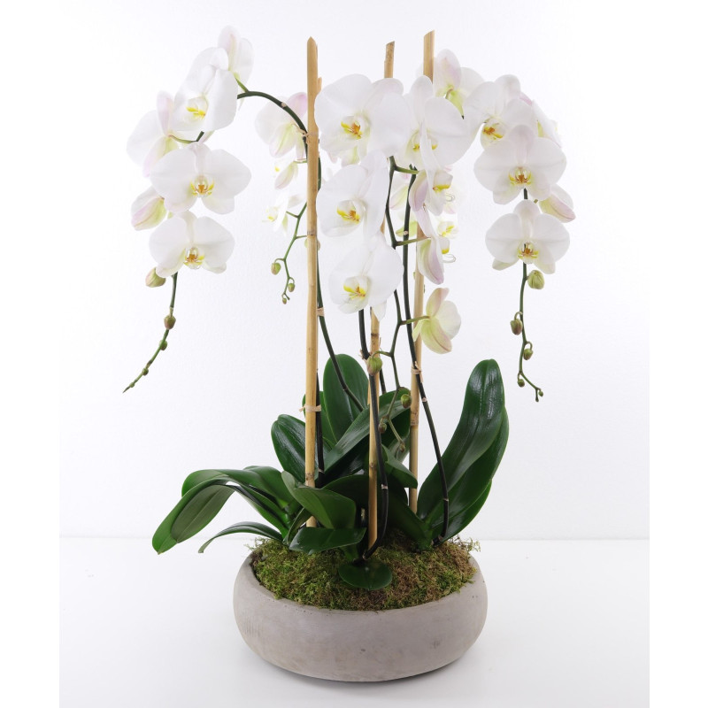 Orchid Elegance - Same Day Delivery