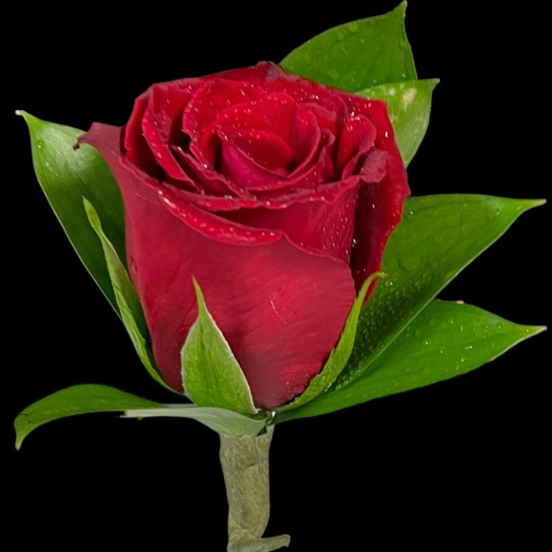 Red Rose Boutonniere - Same Day Delivery