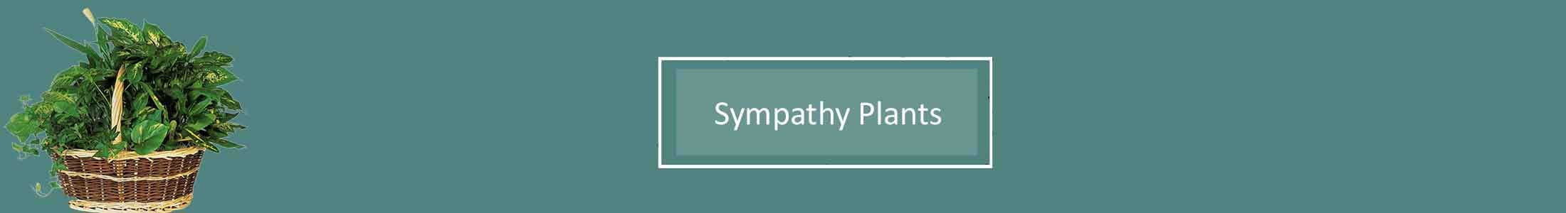 Sympathy Plants, Funeral Plants