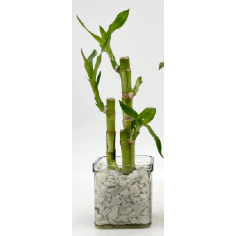 Mayfields Lucky Bamboo - Same Day Delivery