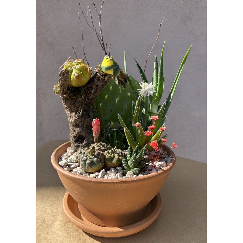 Mayfield Cactus Bowl - Same Day Delivery