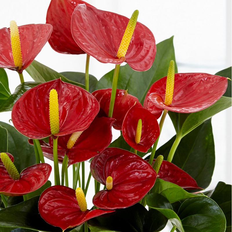 Anthurium Plant - Same Day Delivery