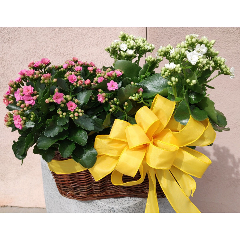 Double Kalanchoe Basket - Same Day Delivery