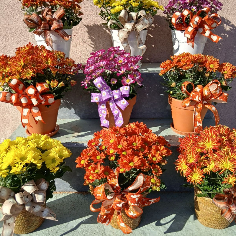 Specialty Chrysanthemum Plant - Same Day Delivery