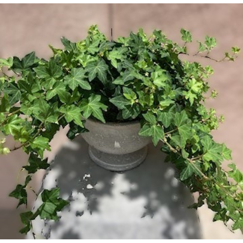 Mayfields Ivy plant - Same Day Delivery