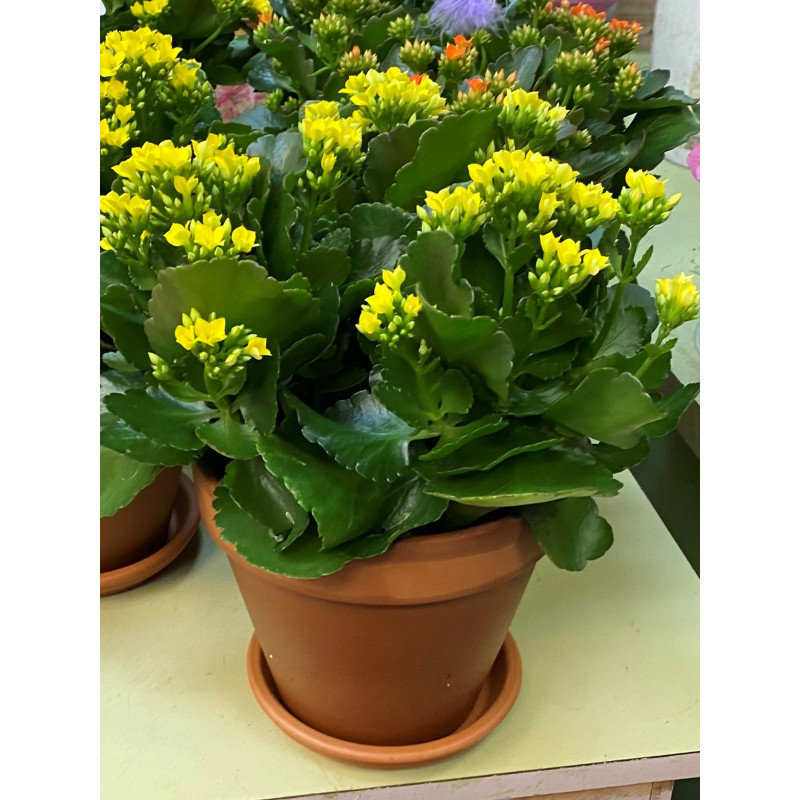 Kalanchoe - Same Day Delivery