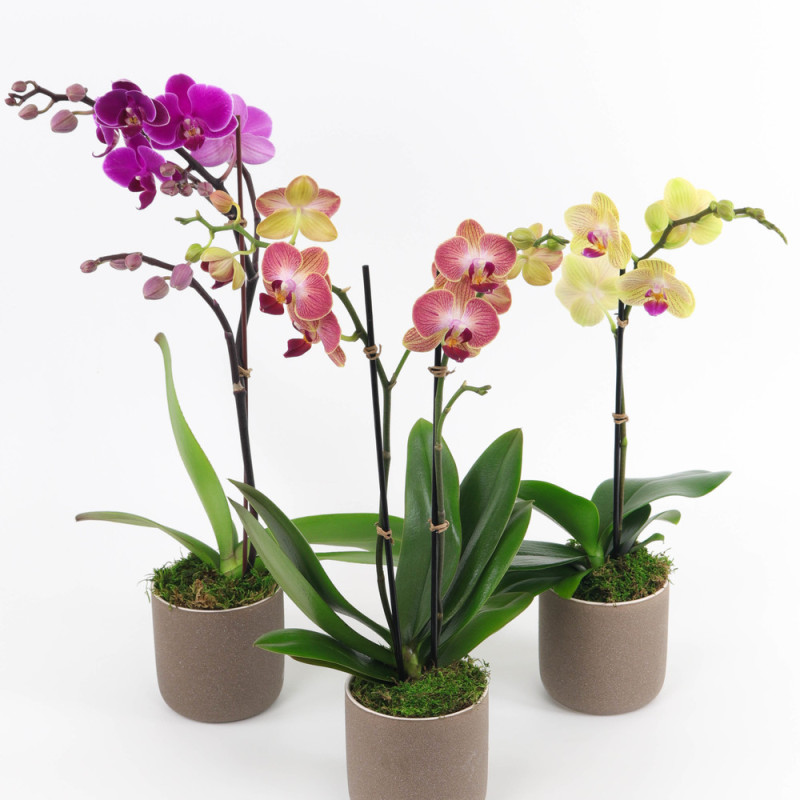 Phalaenopsis Mini Orchids - Same Day Delivery