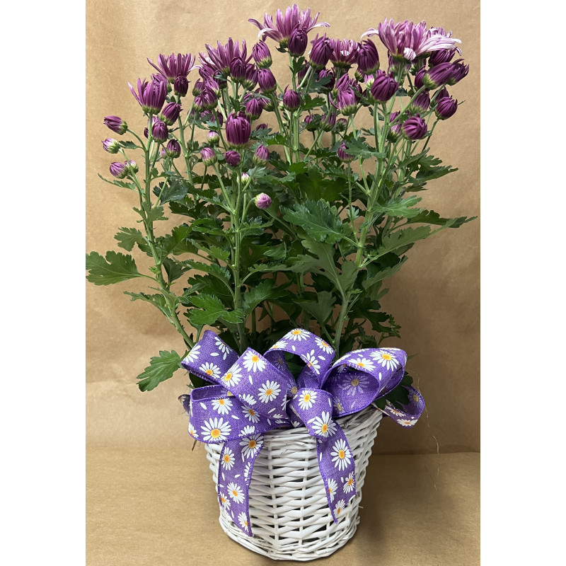 Mayfields Purple Chrysanthemum - Same Day Delivery