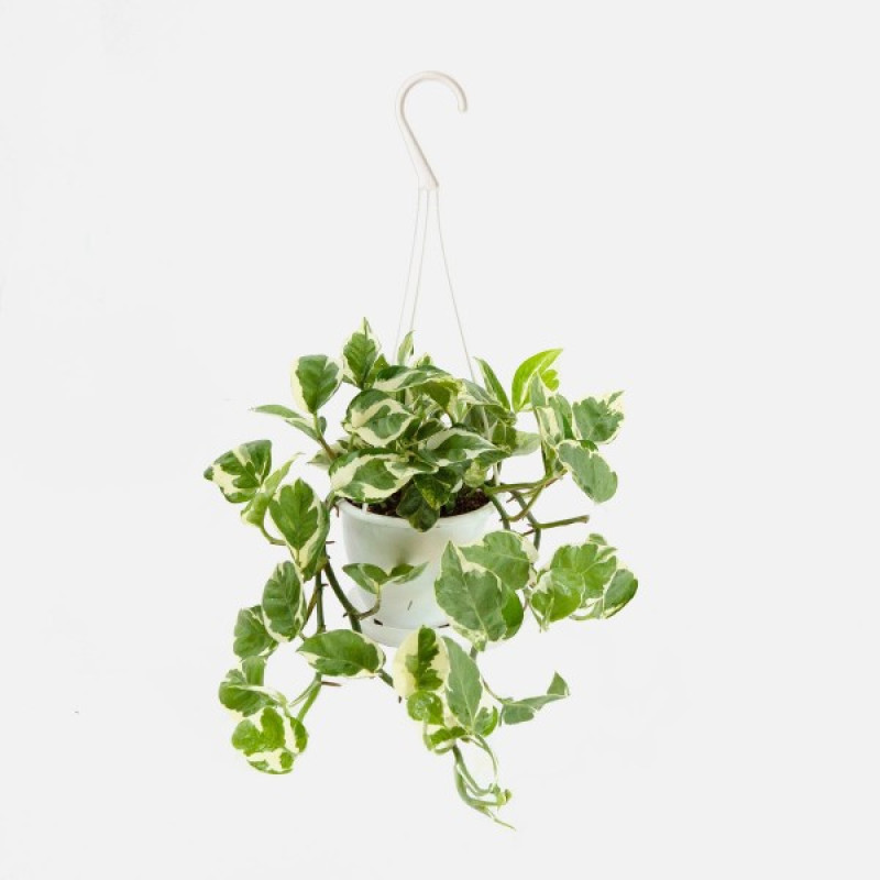 Mayfields N Joy Pothos - Same Day Delivery