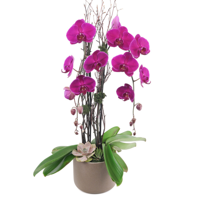 Purple Phalaenopsis Orchid - Same Day Delivery