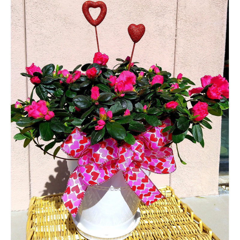 Valentines Day Azalea - Same Day Delivery